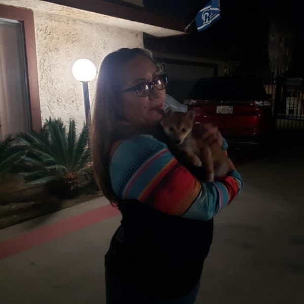 Customer photo of Shiba Inu puppy from Sandra L.