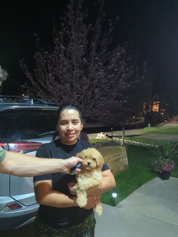 Customer photo of Poodle, Miniature puppy from Rosa M.
