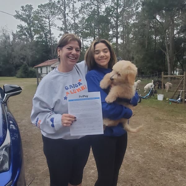 Customer photo of Goldendoodle puppy from Ibis L.