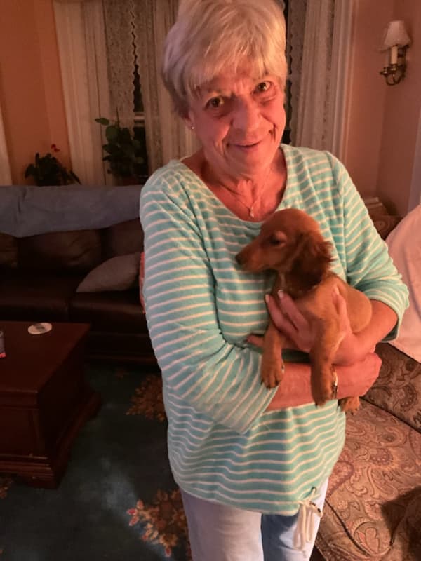 Customer photo of Dachshund, Mini puppy from Suzanne G. 