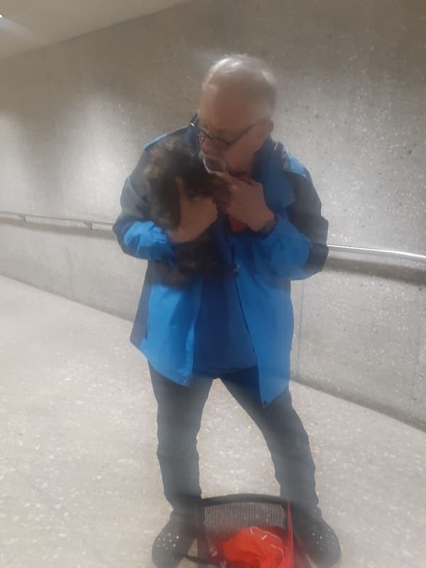 Customer photo of Shih-Poo - Shihpoo puppy from Russ S.