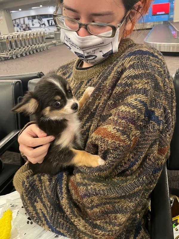 Customer photo of Chihuahua puppy from Rebekah R.