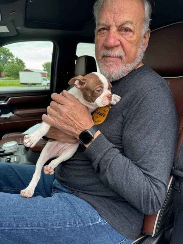 Customer photo of Boston Terrier puppy from Robert B.