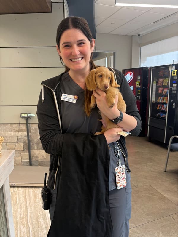 Customer photo of Dachshund, Mini puppy from Michelle M.