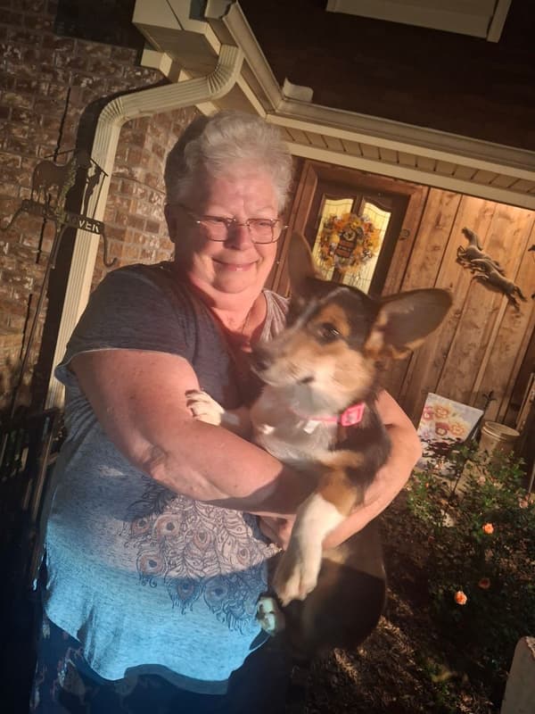 Customer photo of Corgi, Pembroke Welsh puppy from Susan H.