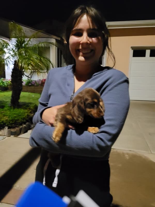 Customer photo of Dachshund, Mini puppy from Lauren P.