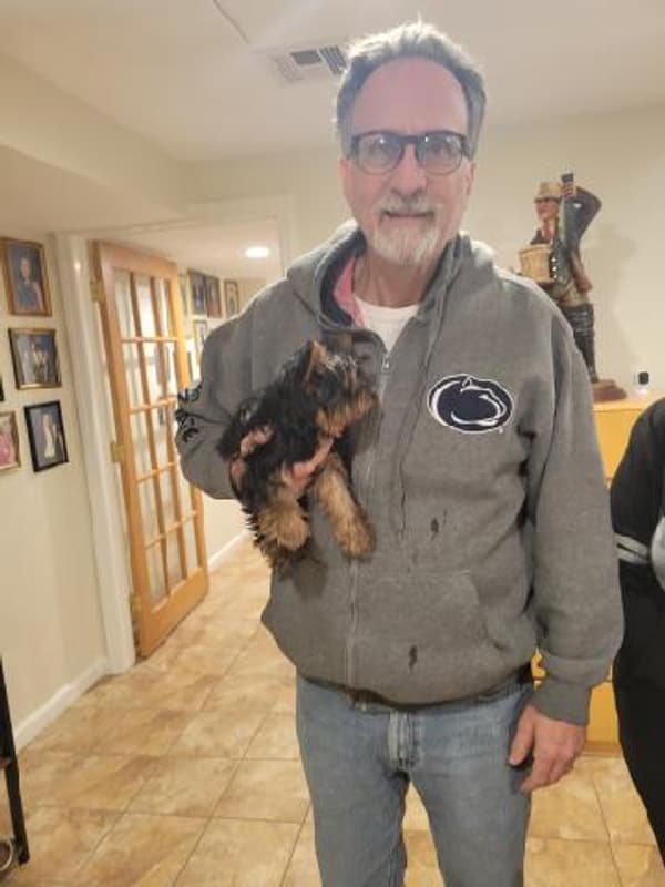 Customer photo of Yorkshire Terrier - Yorkie puppy from Maritza S.