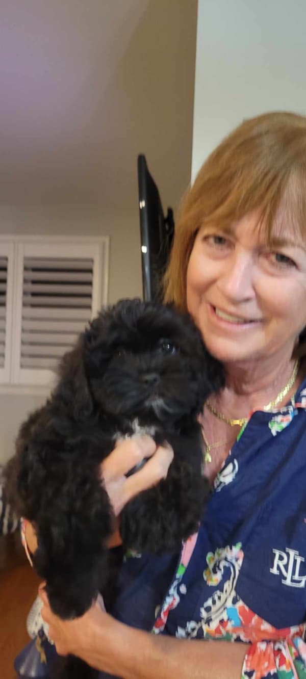 Customer photo of Shih-Poo - Shihpoo puppy from Judy Z.