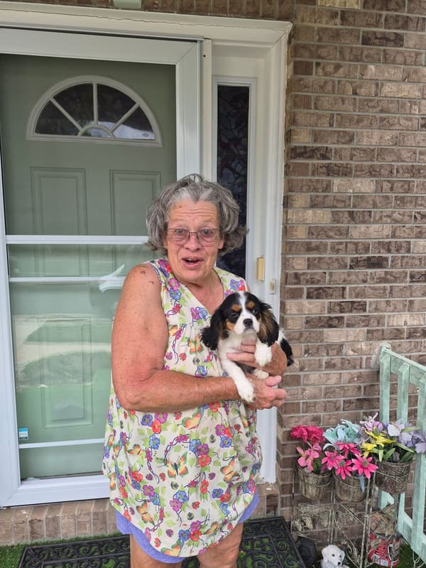 Customer photo of Cavalier King Charles Spaniel puppy from Vickie P.
