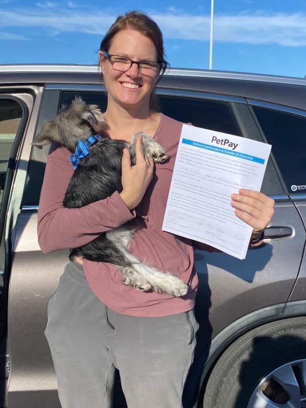 Customer photo of Schnauzer, Miniature puppy from Sarah R.