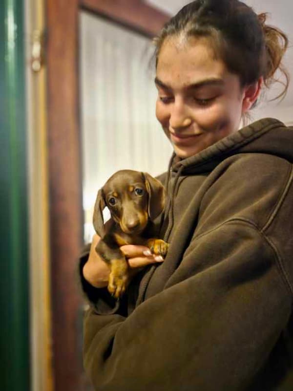 Customer photo of Dachshund, Mini puppy from Pamela T.