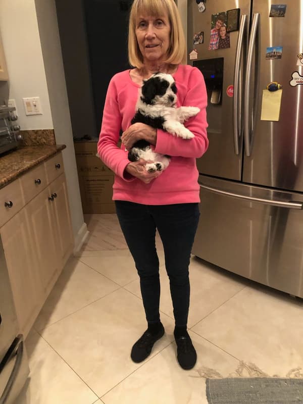 Customer photo of Yorkiepoo - Yorkie Poo puppy from Virginia S.