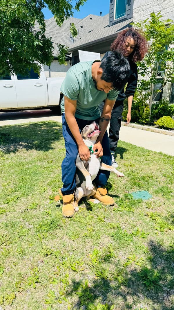 Customer photo of American Bully puppy from Paul B.