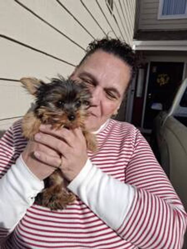 Customer photo of Yorkshire Terrier - Yorkie puppy from Karen H.