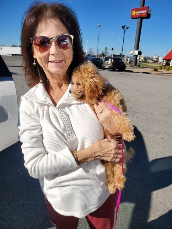 Customer photo of Poodle, Toy puppy from Pam S.