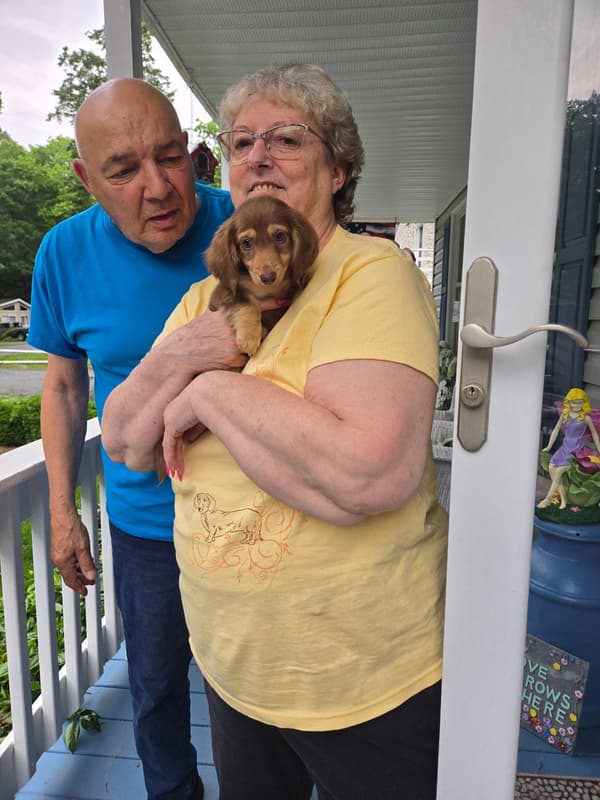 Customer photo of Dachshund, Mini puppy from Diana C.