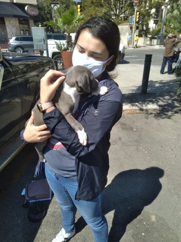 Customer photo of American Pit Bull Terrier puppy from Sarah G.