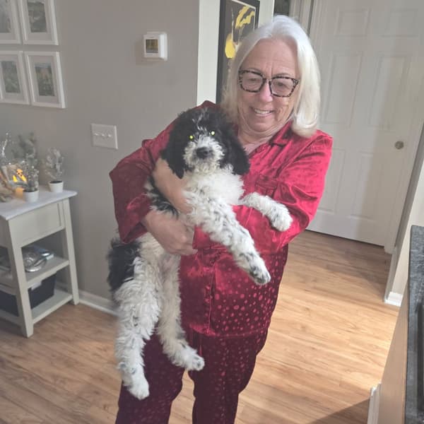 Customer photo of Goldendoodle, Mini puppy from Carol T.