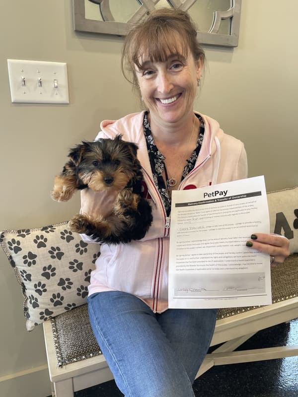 Customer photo of Yorkshire Terrier - Yorkie puppy from Cindy D.