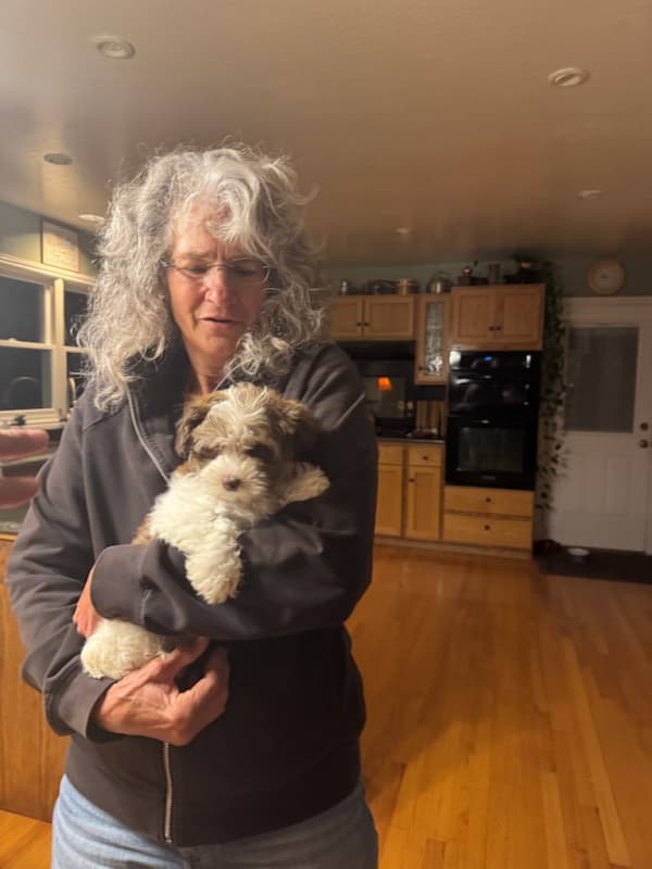 Customer photo of Havanese puppy from Colleen R.