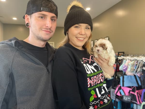 Customer photo of Poodle, Toy puppy from Alizabeth S.