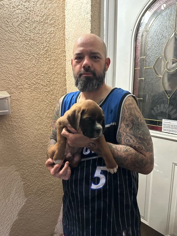 Customer photo of Boxer puppy from Rocky R.