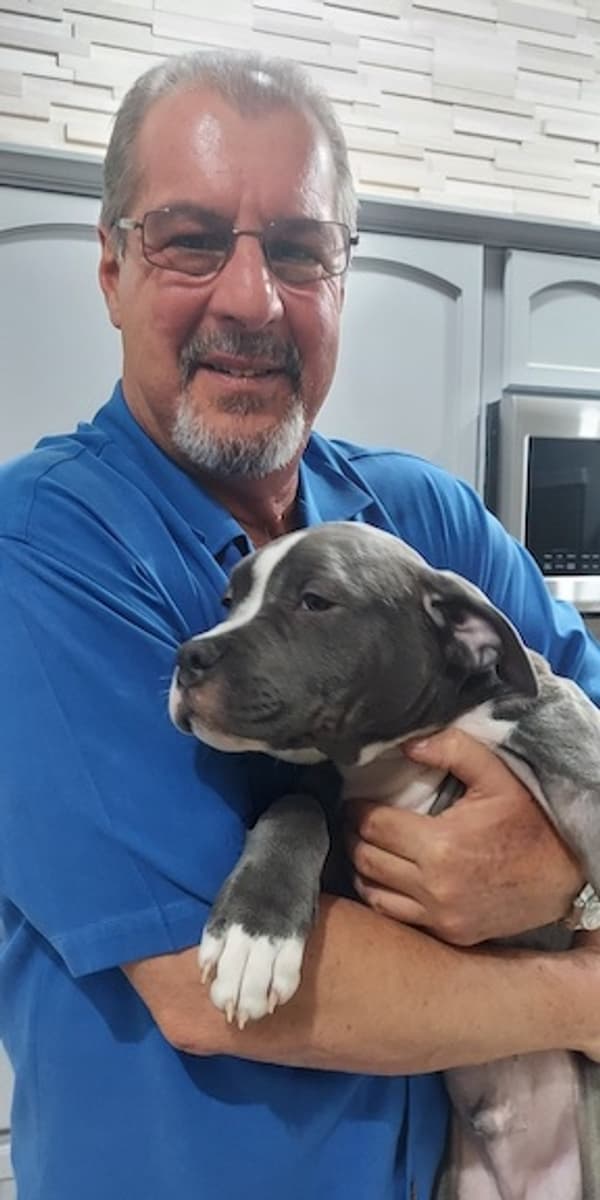 Customer photo of American Bully puppy from Tony F.
