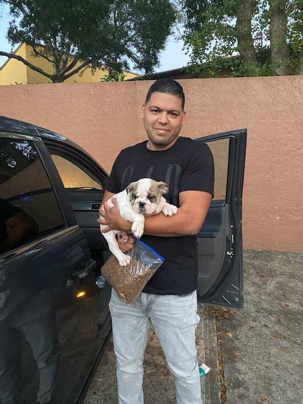 Customer photo of English Bulldog puppy from Jeancarlos R. 
