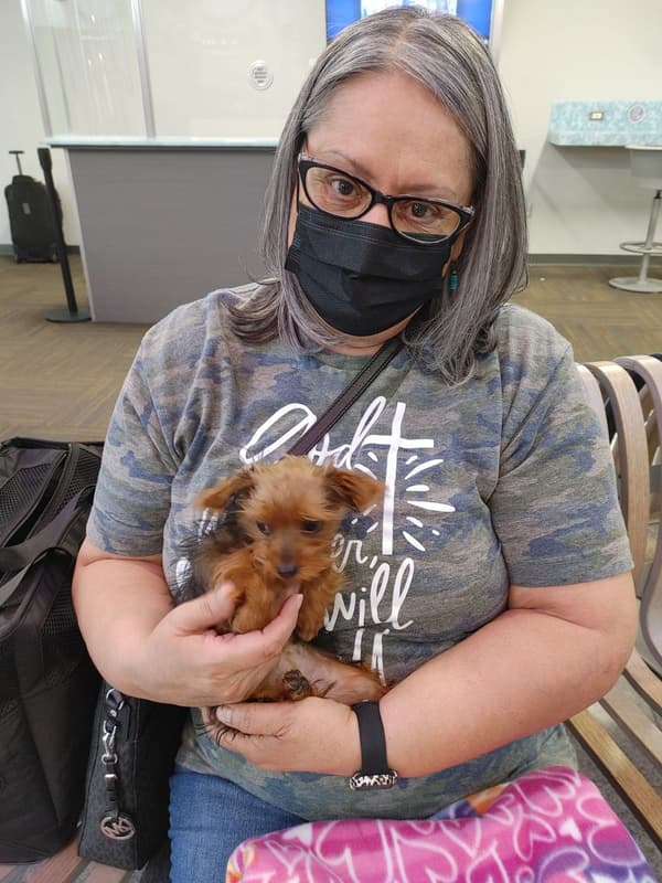 Customer photo of Yorkshire Terrier - Yorkie puppy from Fran P.