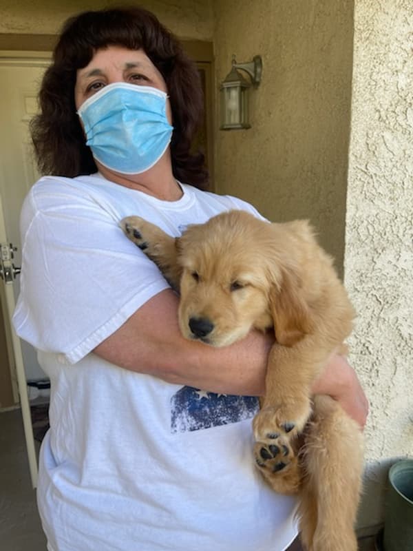 Customer photo of Golden Retriever puppy from Rendy B. 