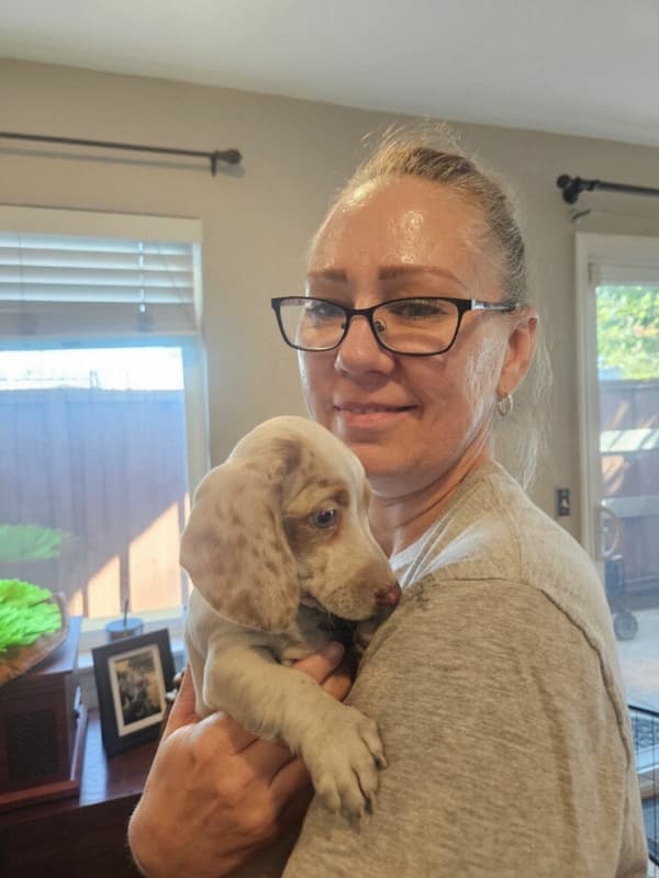 Customer photo of Dachshund, Mini puppy from Amy M.