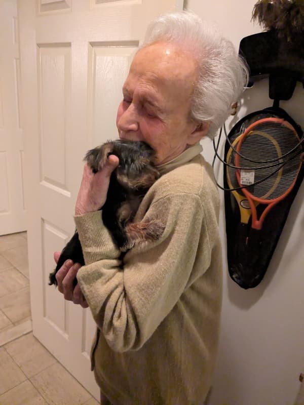 Customer photo of Morkie / Yorktese puppy from Lynn R.