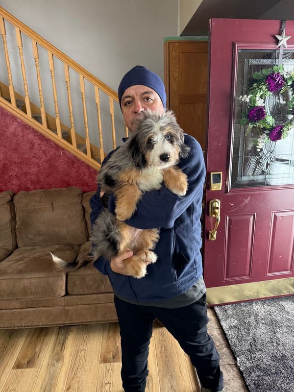 Customer photo of Bernedoodle, Mini puppy from Alejandro O.