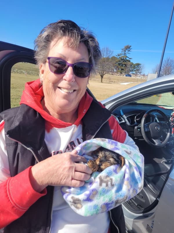 Customer photo of Yorkshire Terrier - Yorkie puppy from Judy R. 