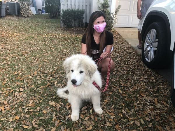 Customer photo of Great Pyrenees puppy from Liezl D.