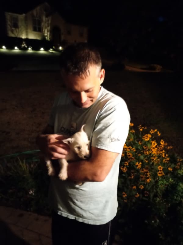 Customer photo of West Highland White Terrier - Westie puppy from Jason R.