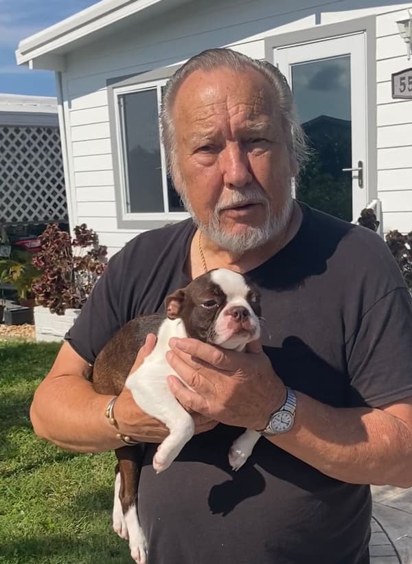 Customer photo of Boston Terrier puppy from Leif G.