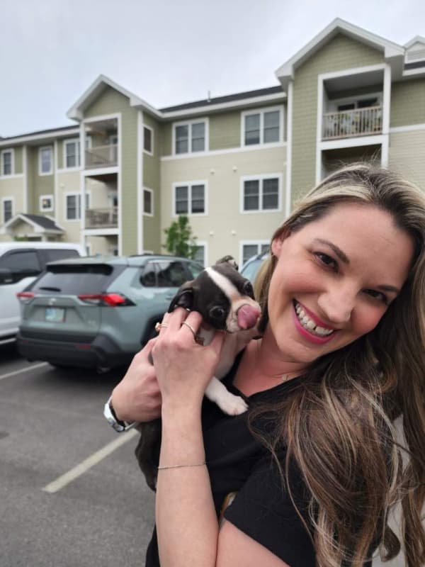 Customer photo of Boston Terrier puppy from Lauren B.