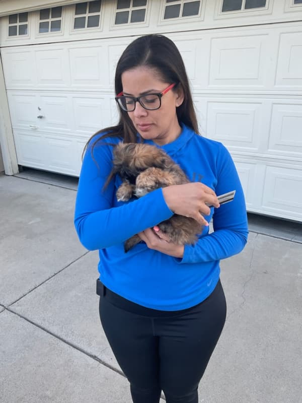 Customer photo of Shih Tzu puppy from Isis S.