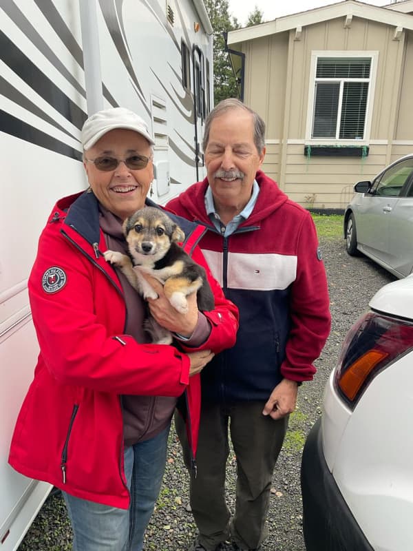 Customer photo of Corgi, Pembroke Welsh puppy from Terry B.