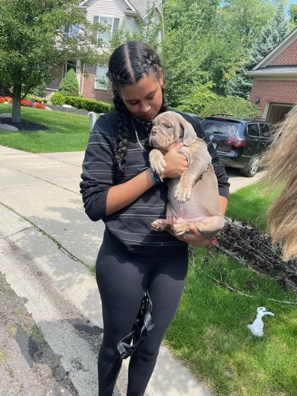 Customer photo of English Bulldog puppy from Marvin A.
