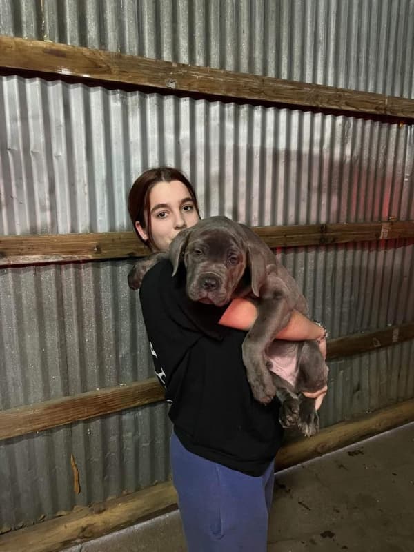 Customer photo of Cane Corso Mastiff puppy from Don B. 