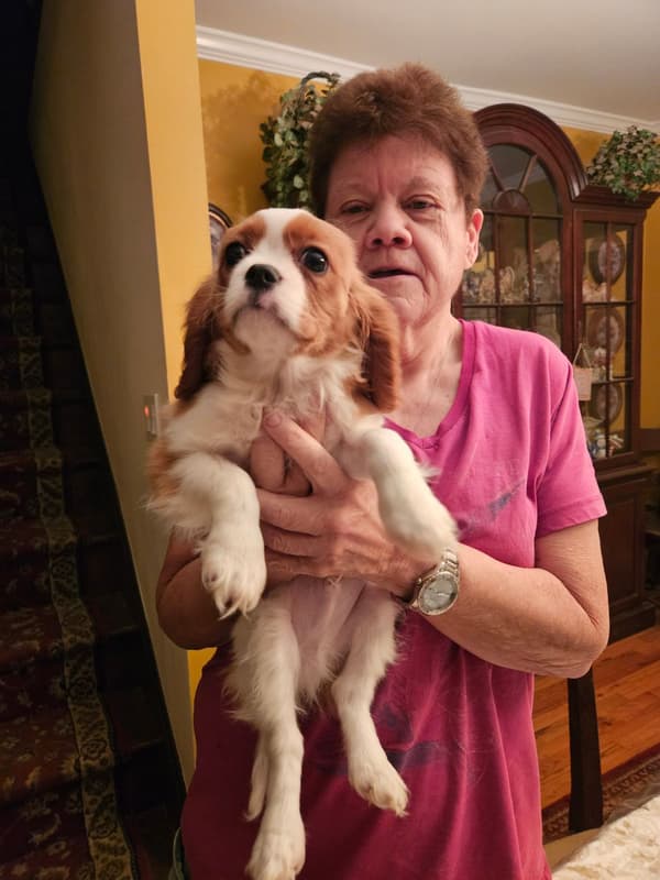 Customer photo of Cavalier King Charles Spaniel puppy from Donna D.