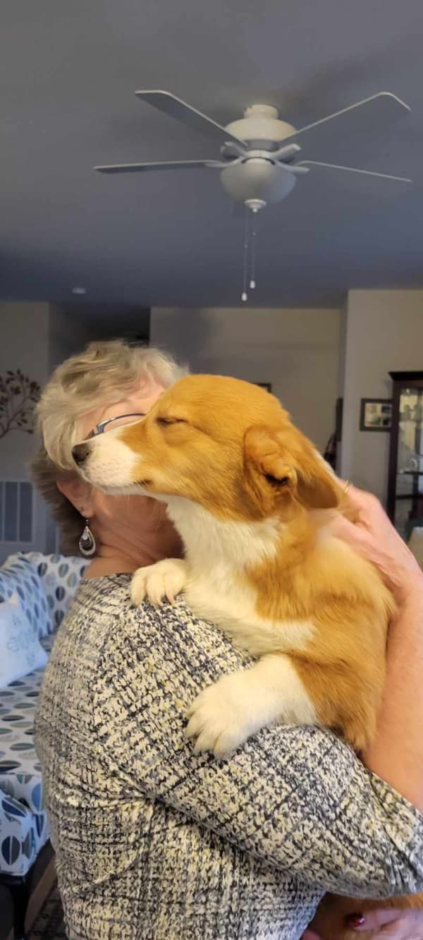 Customer photo of Corgi, Pembroke Welsh puppy from Patricia S.