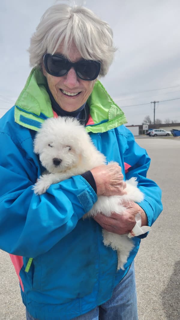 Customer photo of Bichon Frise puppy from Karen B.