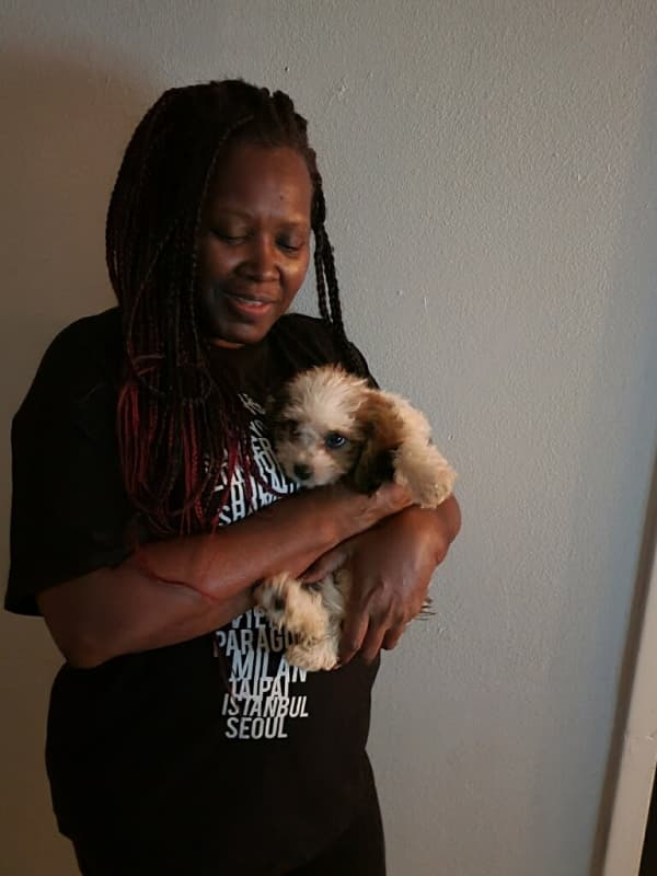 Customer photo of Cavachon puppy from Shenica G. 