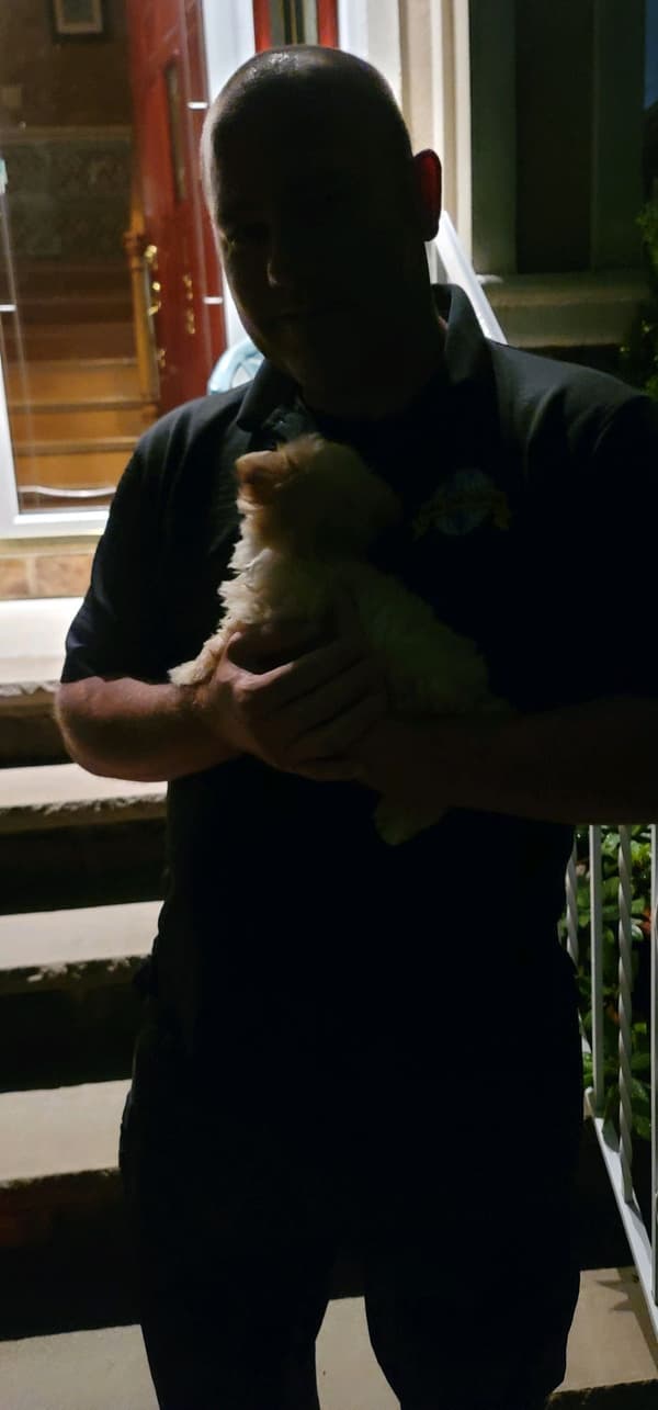 Customer photo of Morkie / Yorktese puppy from Tracey H.