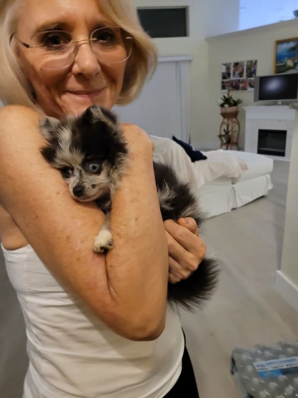Customer photo of Pomeranian puppy from Carol J.