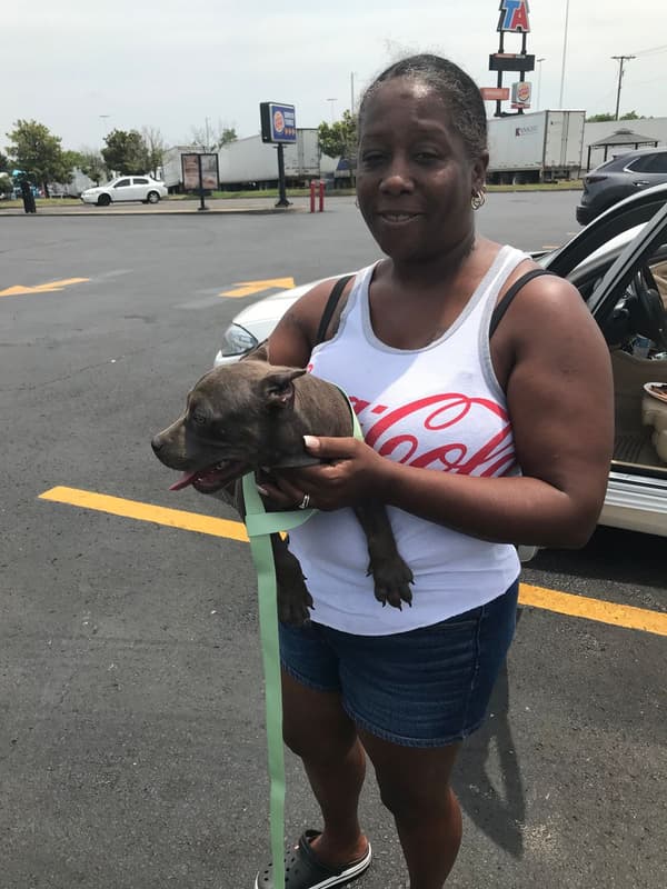 Customer photo of American Bully puppy from Joanetta J.