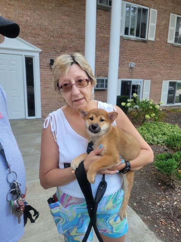 Customer photo of Shiba Inu puppy from Laura Lee K.